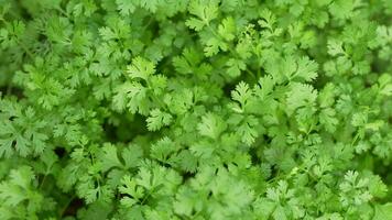 Coriander in the garden next to the house Grown without chemicals Eating is good for health. video