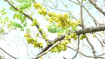 Grosella en el árbol en verano tomado oralmente como un laxante. video