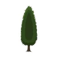 Cypress tree isolated on white. vector illustration in flat style