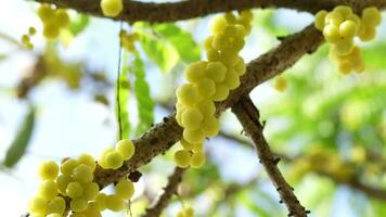 Gooseberry on the tree in summer Taken orally as a laxative. video
