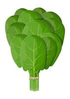 manojo Espinacas hojas. verde crudo Espinacas aislado en blanco. ensalada vegetal. orgánico sano alimento. vegetariano nutrición. vector ilustración en plano estilo