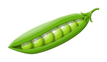 Green peas isolated on white background. Open peas in pods vegetable. Organic healthy food. Vegetarian nutrition. Vector illustration in flat style
