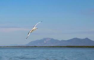 Bird Photography, Bird Picture, Most Beautiful Bird Photography, Nature Photography photo