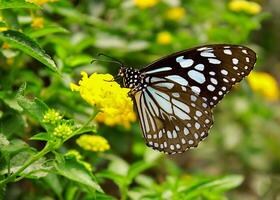 hermosa mariposa en flor, hermosa mariposa, mariposa fotografía foto