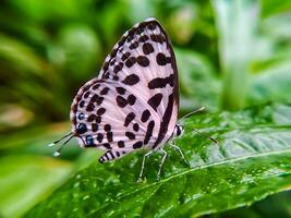 hermosa mariposa en flor, hermosa mariposa, mariposa fotografía foto