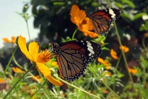 Beautiful Butterfly on Flower, Beautiful Butterfly, Butterfly Photography photo