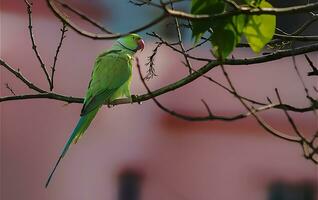 pájaro fotografía, pájaro imagen, más hermosa pájaro fotografía, naturaleza fotografía foto