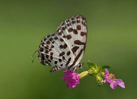 hermosa mariposa en flor, hermosa mariposa, mariposa fotografía foto