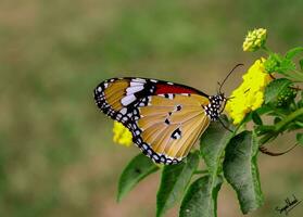 hermosa mariposa en flor, hermosa mariposa, mariposa fotografía foto