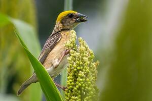 pájaro fotografía, pájaro imagen, más hermosa pájaro fotografía, naturaleza fotografía foto