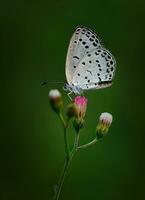 hermosa mariposa en flor, hermosa mariposa, mariposa fotografía foto