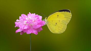 hermosa mariposa en flor, hermosa mariposa, mariposa fotografía foto