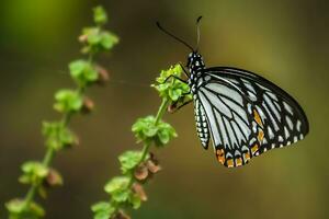 Beautiful Butterfly on Flower, Beautiful Butterfly, Butterfly Photography photo