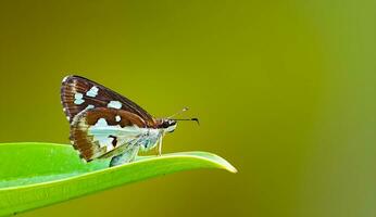 hermosa mariposa en flor, hermosa mariposa, mariposa fotografía foto