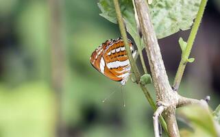 Beautiful Butterfly on Flower, Beautiful Butterfly, Butterfly Photography photo