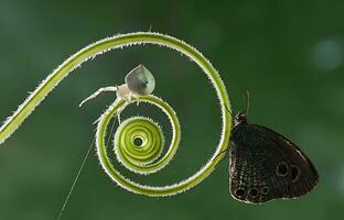 Beautiful Butterfly on Flower, Beautiful Butterfly, Butterfly Photography photo