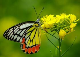 Beautiful Butterfly on Flower, Beautiful Butterfly, Butterfly Photography photo