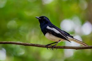 pájaro fotografía, pájaro imagen, más hermosa pájaro fotografía, naturaleza fotografía foto