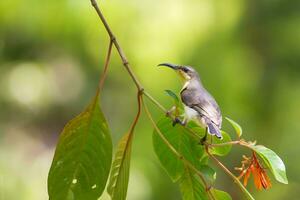 pájaro fotografía, pájaro imagen, más hermosa pájaro fotografía, naturaleza fotografía foto