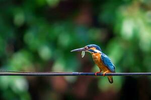 pájaro fotografía, pájaro imagen, más hermosa pájaro fotografía, naturaleza fotografía foto