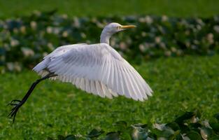 pájaro fotografía, pájaro imagen, más hermosa pájaro fotografía, naturaleza fotografía foto