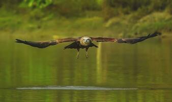 pájaro fotografía, pájaro imagen, más hermosa pájaro fotografía, naturaleza fotografía foto