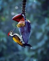 Bird Photography, Bird Picture, Most Beautiful Bird Photography, Nature Photography photo