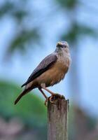 pájaro fotografía, pájaro imagen, más hermosa pájaro fotografía, naturaleza fotografía foto