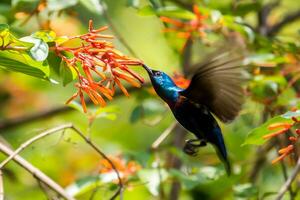 pájaro fotografía, pájaro imagen, más hermosa pájaro fotografía, naturaleza fotografía foto