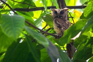 pájaro fotografía, pájaro imagen, más hermosa pájaro fotografía, naturaleza fotografía foto