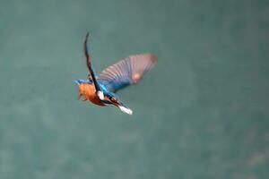 pájaro fotografía, pájaro imagen, más hermosa pájaro fotografía, naturaleza fotografía foto