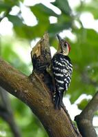 pájaro fotografía, pájaro imagen, más hermosa pájaro fotografía, naturaleza fotografía foto