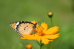 Monarch, Beautiful Butterfly Photography, Beautiful butterfly on flower, Macro Photography, Free Photo