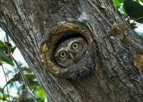 pájaro fotografía, pájaro imagen, más hermosa pájaro fotografía, naturaleza fotografía foto