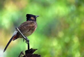 pájaro fotografía, pájaro imagen, más hermosa pájaro fotografía, naturaleza fotografía foto