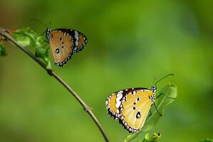 Monarch, Beautiful Butterfly Photography, Beautiful butterfly on flower, Macro Photography, Free Photo