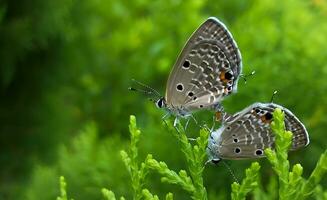 monarca, hermosa mariposa fotografía, hermosa mariposa en flor, macro fotografía, gratis foto