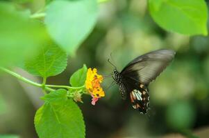 Monarch, Beautiful Butterfly Photography, Beautiful butterfly on flower, Macro Photography, Free Photo