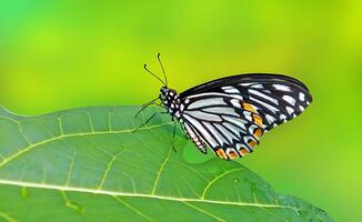 monarca, hermosa mariposa fotografía, hermosa mariposa en flor, macro fotografía, gratis foto