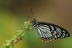 Monarch, Beautiful Butterfly Photography, Beautiful butterfly on flower, Macro Photography, Free Photo