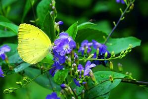 Monarch, Beautiful Butterfly Photography, Beautiful butterfly on flower, Macro Photography, Free Photo