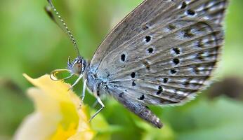 monarca, hermosa mariposa fotografía, hermosa mariposa en flor, macro fotografía, gratis foto