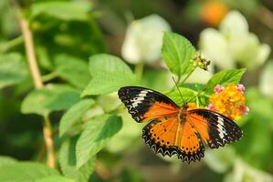 Monarch, Beautiful Butterfly Photography, Beautiful butterfly on flower, Macro Photography, Free Photo