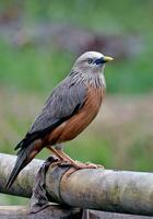 pájaro fotografía, pájaro imagen, más hermosa pájaro fotografía, naturaleza fotografía foto