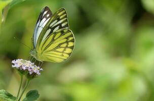 monarca, hermosa mariposa fotografía, hermosa mariposa en flor, macro fotografía, gratis foto