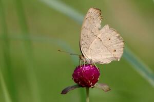 monarca, hermosa mariposa fotografía, hermosa mariposa en flor, macro fotografía, gratis foto