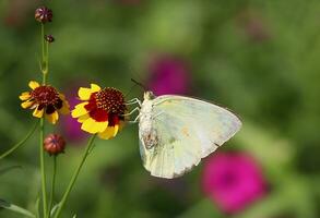 Monarch, Beautiful Butterfly Photography, Beautiful butterfly on flower, Macro Photography, Free Photo