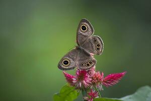 monarca, hermosa mariposa fotografía, hermosa mariposa en flor, macro fotografía, gratis foto