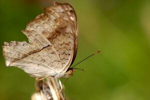 monarca, hermosa mariposa fotografía, hermosa mariposa en flor, macro fotografía, gratis foto