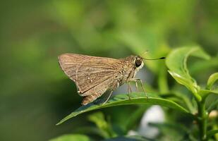 Monarch, Beautiful Butterfly Photography, Beautiful butterfly on flower, Macro Photography, Free Photo